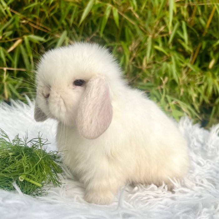 Карликовые кролики.