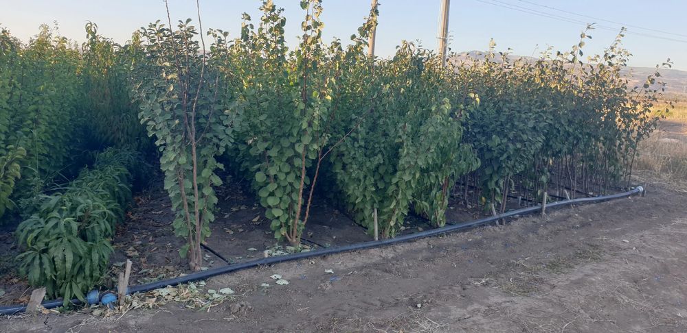 Pomi fructiferi altoiti en gross