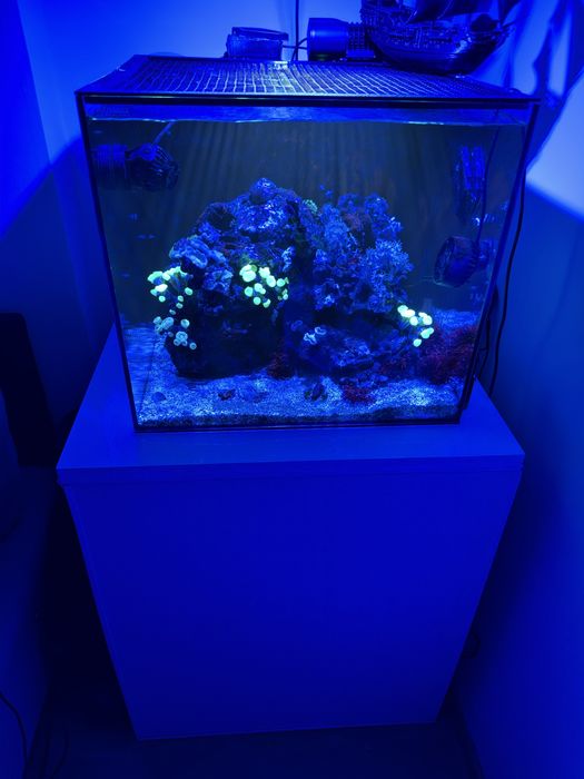 Acvariu Marin Waterbox Cube 20 AIO + AI Prime 16HD + Osmoză + Vietăți