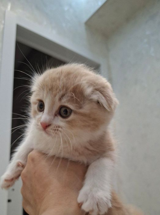 Scottish fold toza