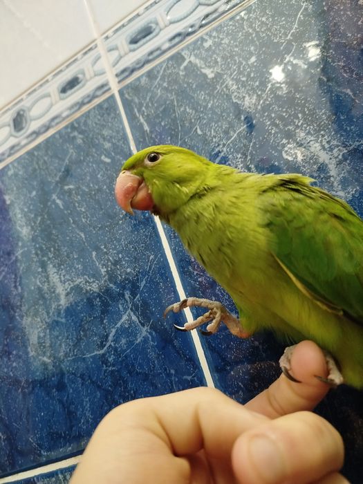 Ручной ожереловый попугай