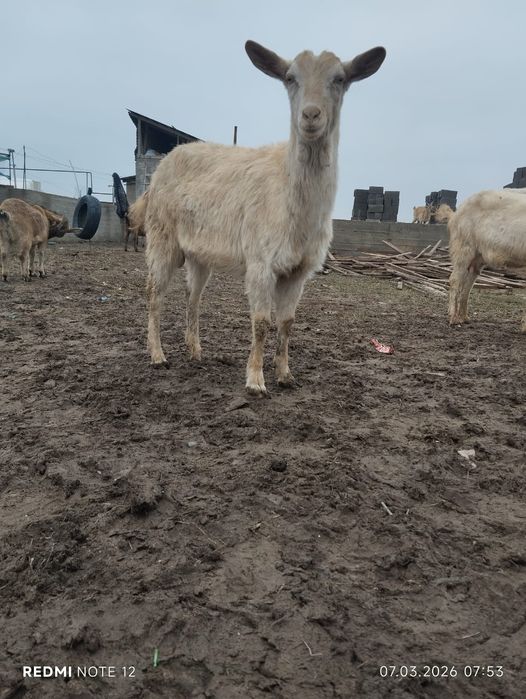 Козы зааининские  первородки