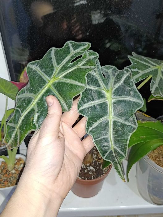 Алоказия Полли +3 клубня,можно обмен