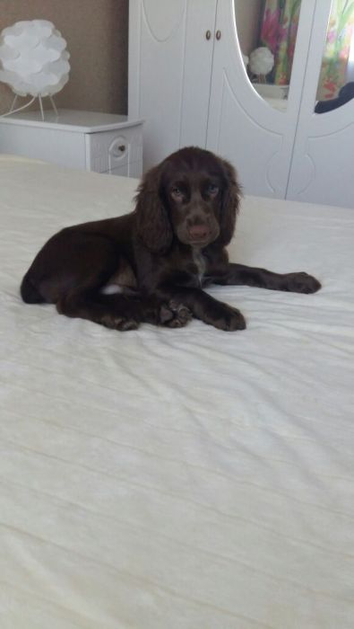 Спаниельки редкого окраса