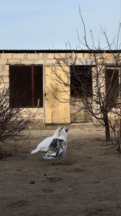 Күркетауықтар сатылады