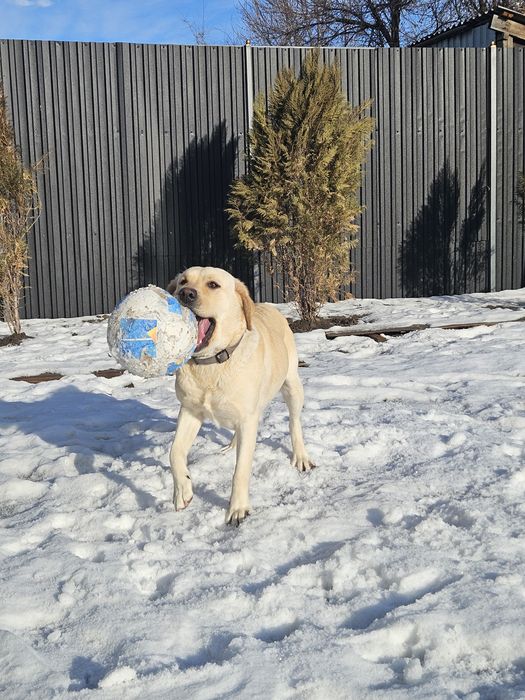 Продам лобрадора