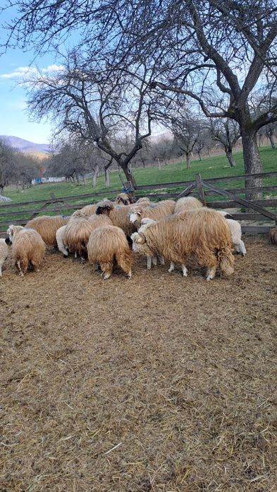 Oi si Mioare de vanzare