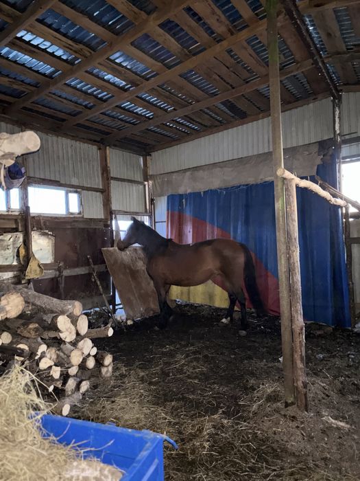 лошадь хорошая упитанная