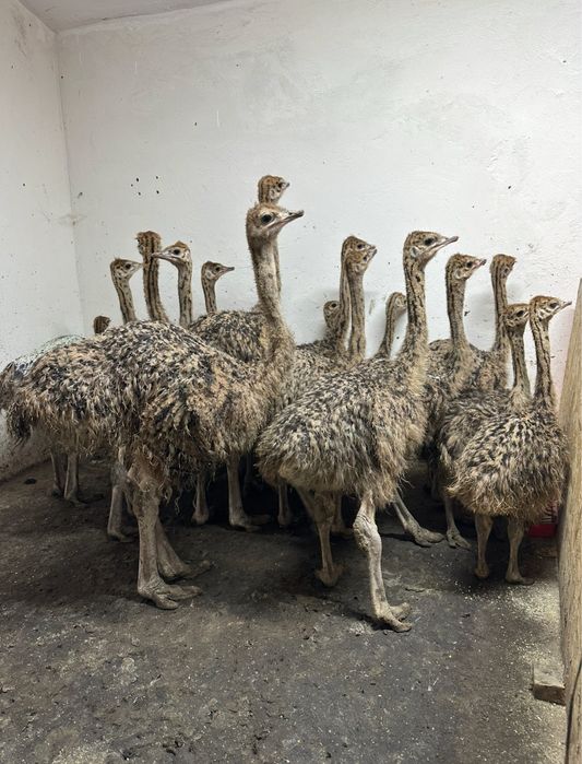 Pui de strut de o luna