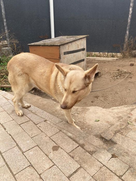 Отдам даром в хорошие руки