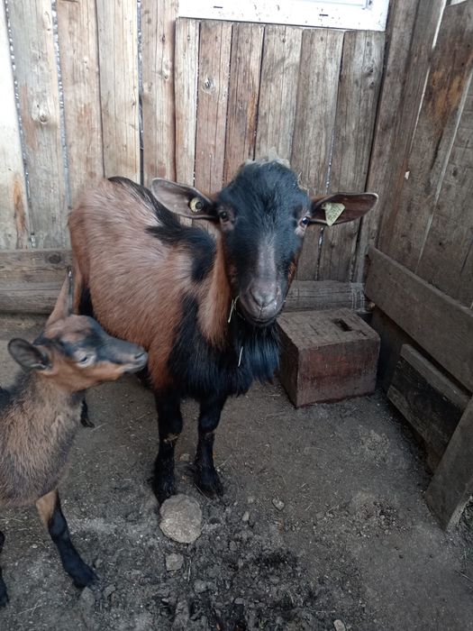 Vand tap alpin francez cu pedigree