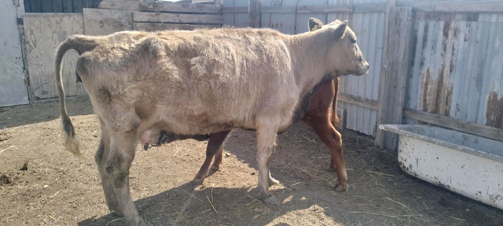 Әулиекөл сиыр малы баспагымен сатылады