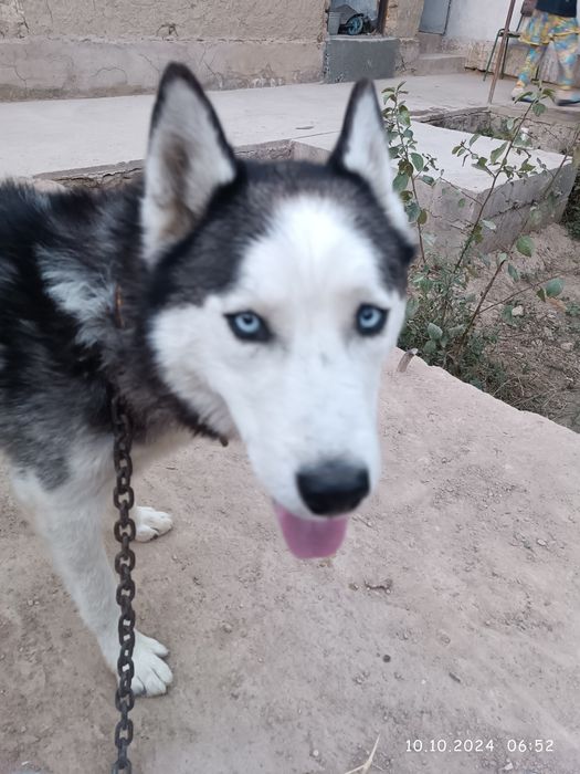 Зотдор кучук Хаски