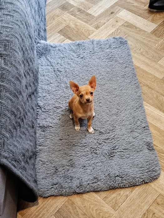 Щенок Чихуахуа Продам