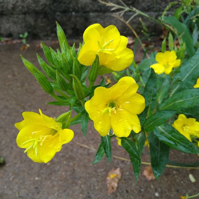 Гортензия, энотера, традесканция