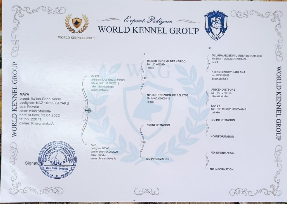 Кане-корсо резерв