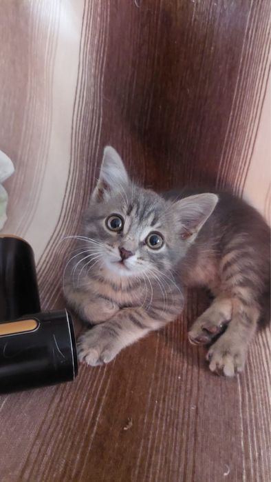 В добрые руки котенок-мальчик