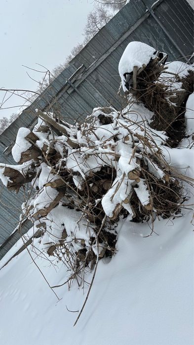 Дрова бесплатно самопил