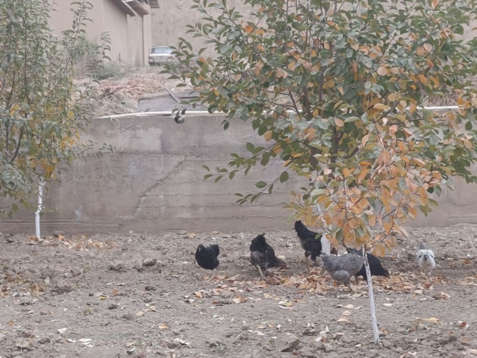 Tovuq lar va hoʻrozla