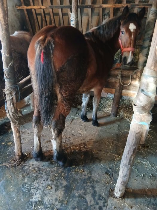 Vand 2 manze de 6 si 7 luni