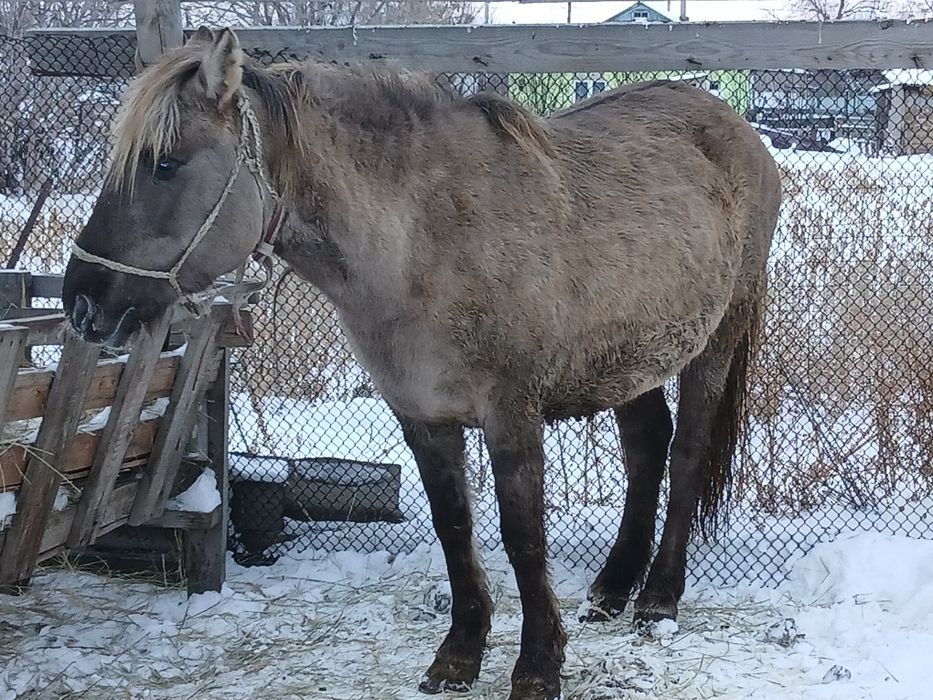 Бие кобыла сатылады.
