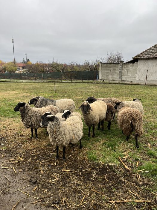 Oi Romanov de vanzare