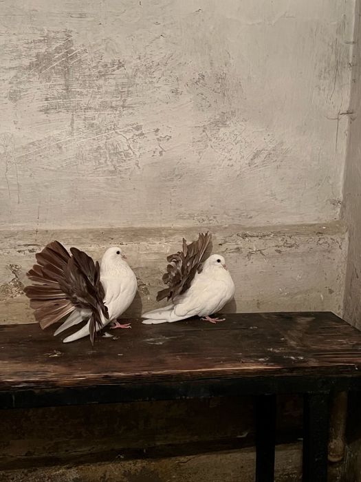 Продам голубей павлинов