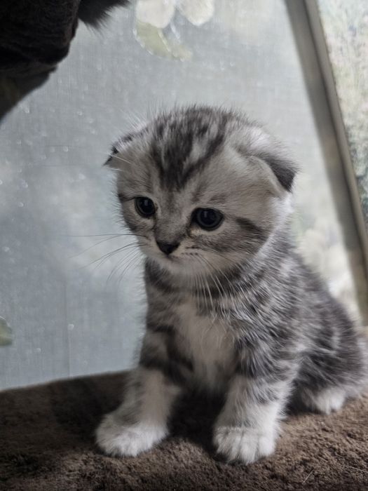 Котята британские