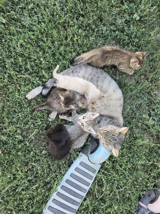 Отдам котят даром