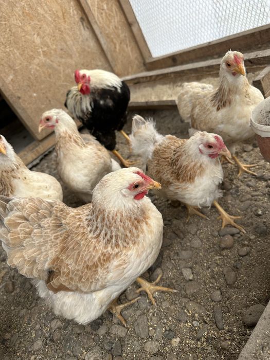 Familie de Wyandotte pitic somon