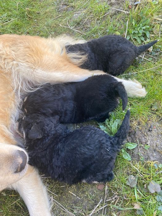 Dau căței spre adopție