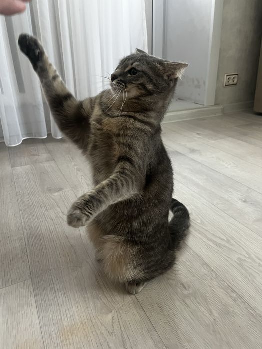 Отдам в хорошие руки