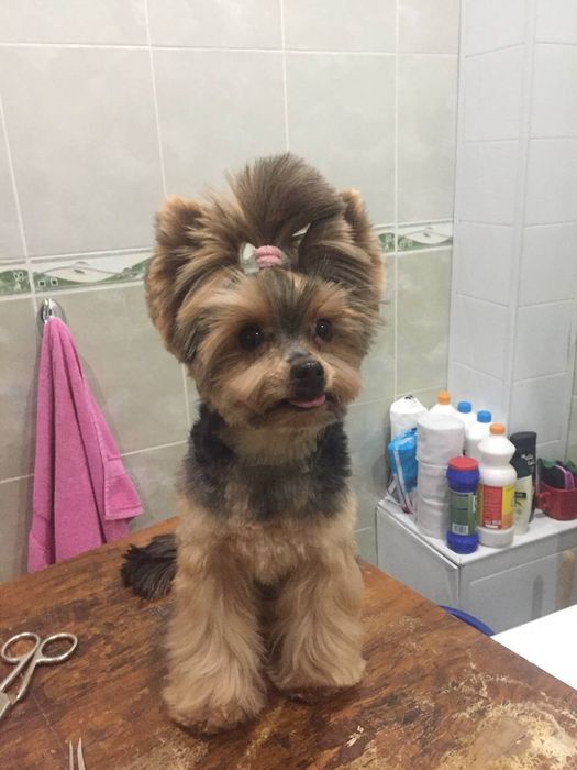 Стрижка мелких пород собак,грумер на дому