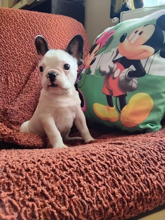 Buldog francez mascul