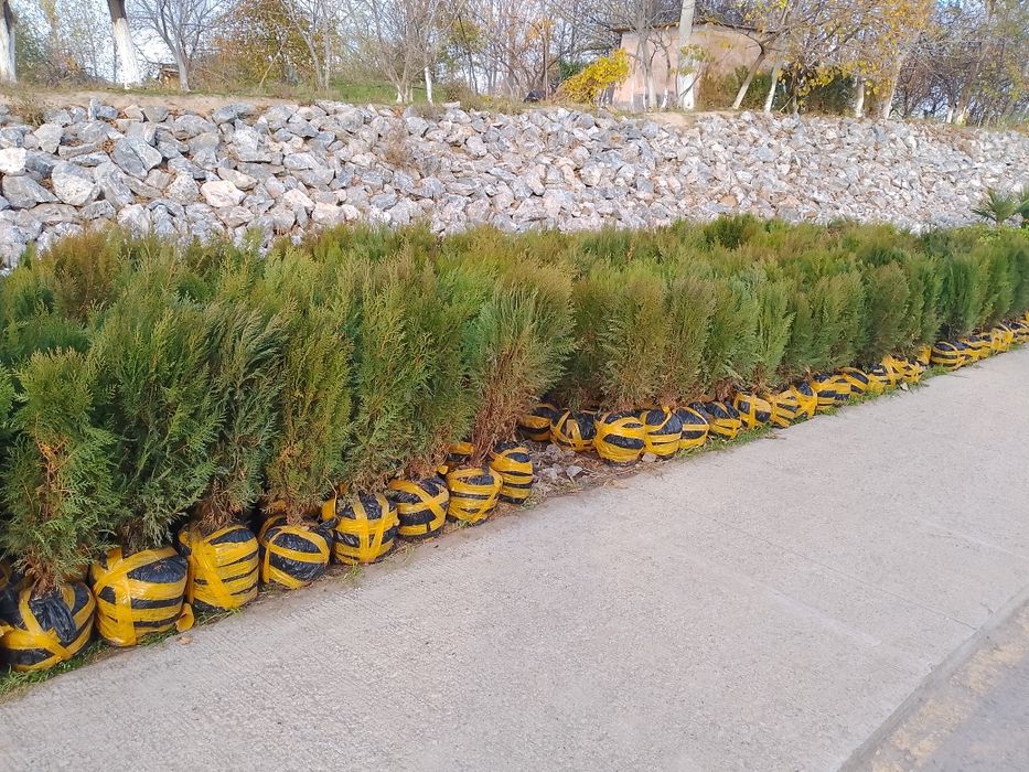 Tuya archa sotiladi kekishtirib beramiz