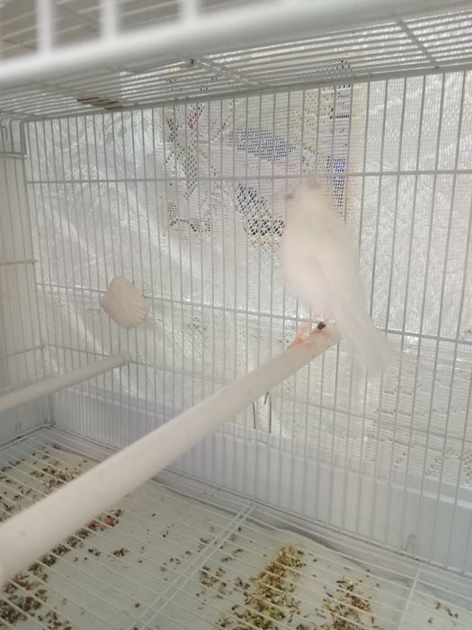 Декоративная порода.