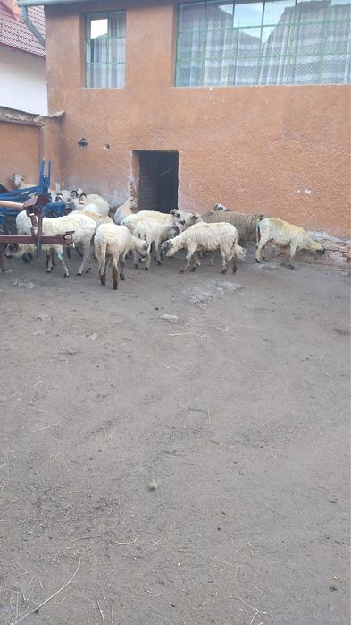 Vând 20 de oi noantine