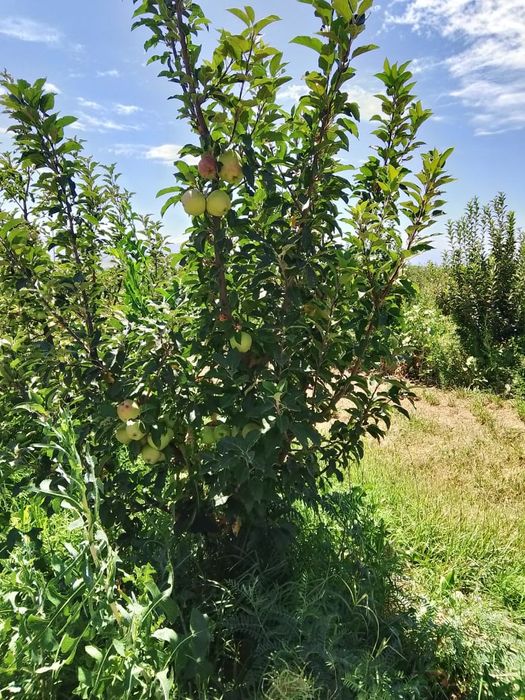 продам яблоневый сад