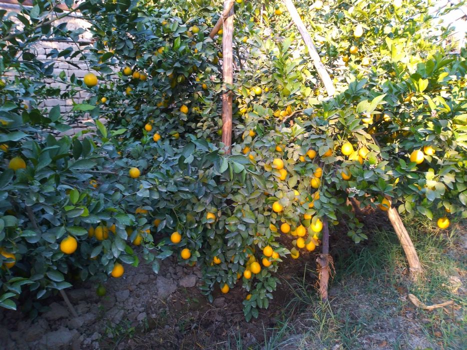 Лимон кучатлар 2.3.4.5 йиллик.