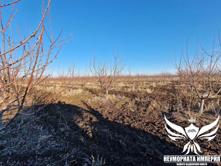 Продавам черешова градина 5800кв.м. в гр.Асеновград