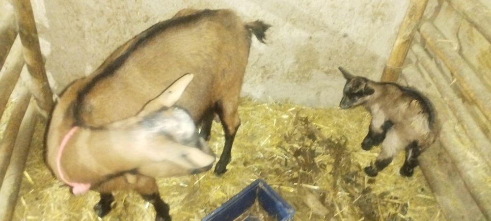 Эчки зоддор Алпин занен мурсиана расиески