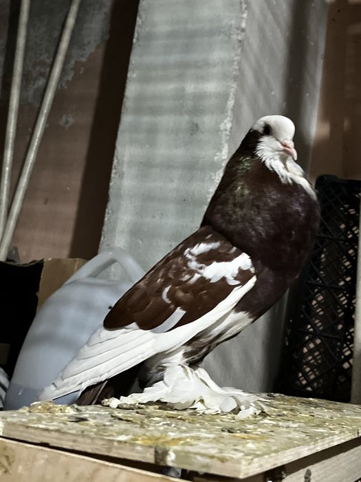 Голубь дутыш (самец)