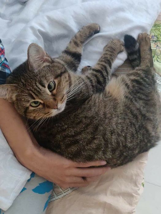 Ищем новую семью для кошки.