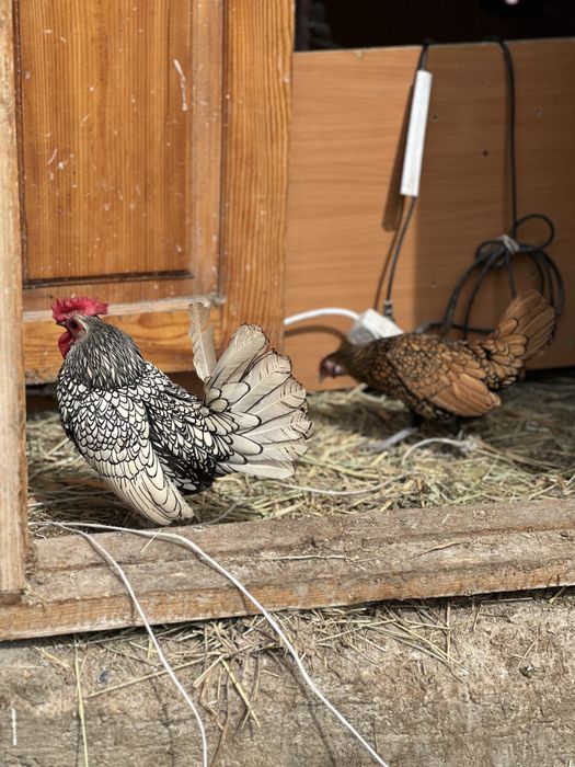 Карлики сибрайт цыплята