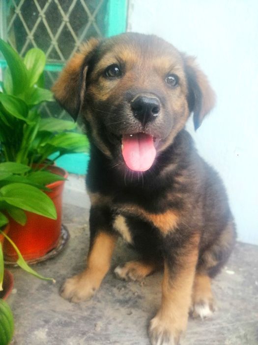 В добрые руки щенок охранник