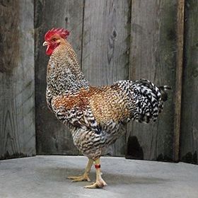 Bilfelder/Билфельдер/товук/tovuq