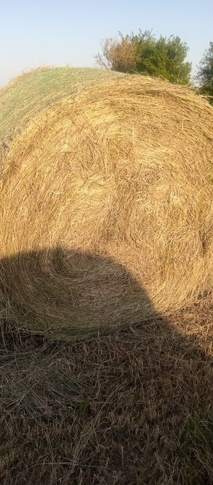 Първо косило люцерна и сено