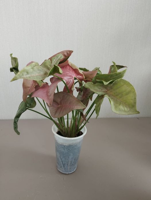 Сингониум Neon Robusta