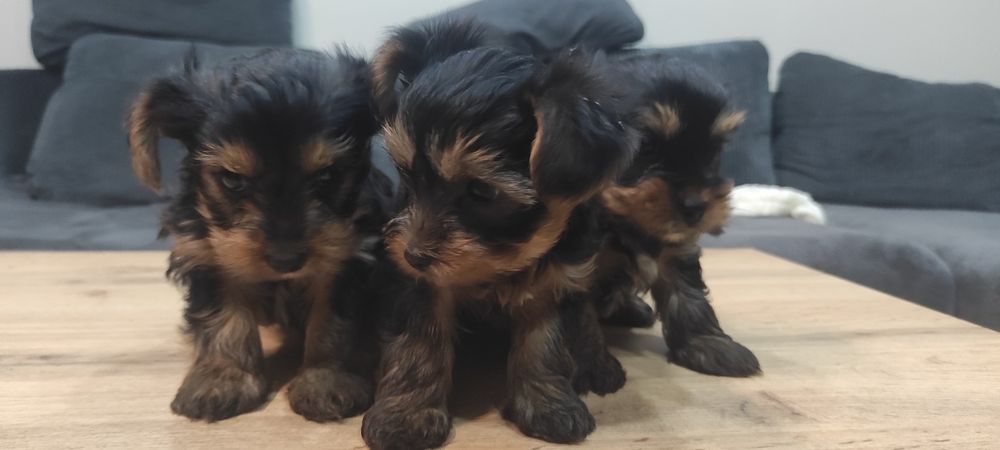 Йоркширски териер (без родословие)