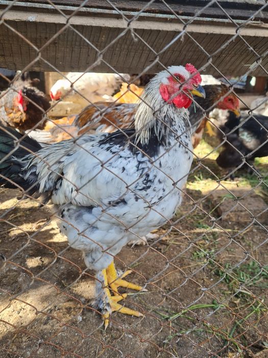 Продам петухов брамы
